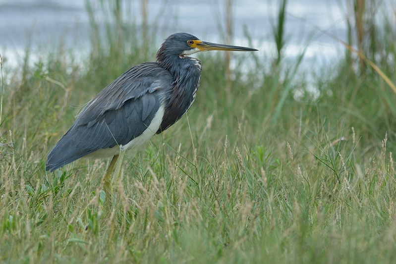 Witbuikreiger